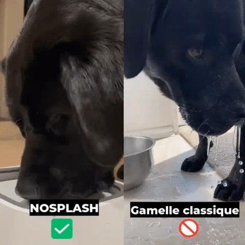 NoSplash | Gamelle anti éclaboussures pour chien